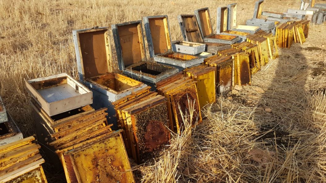 Mallorca robo colmenas ladron de abejas
