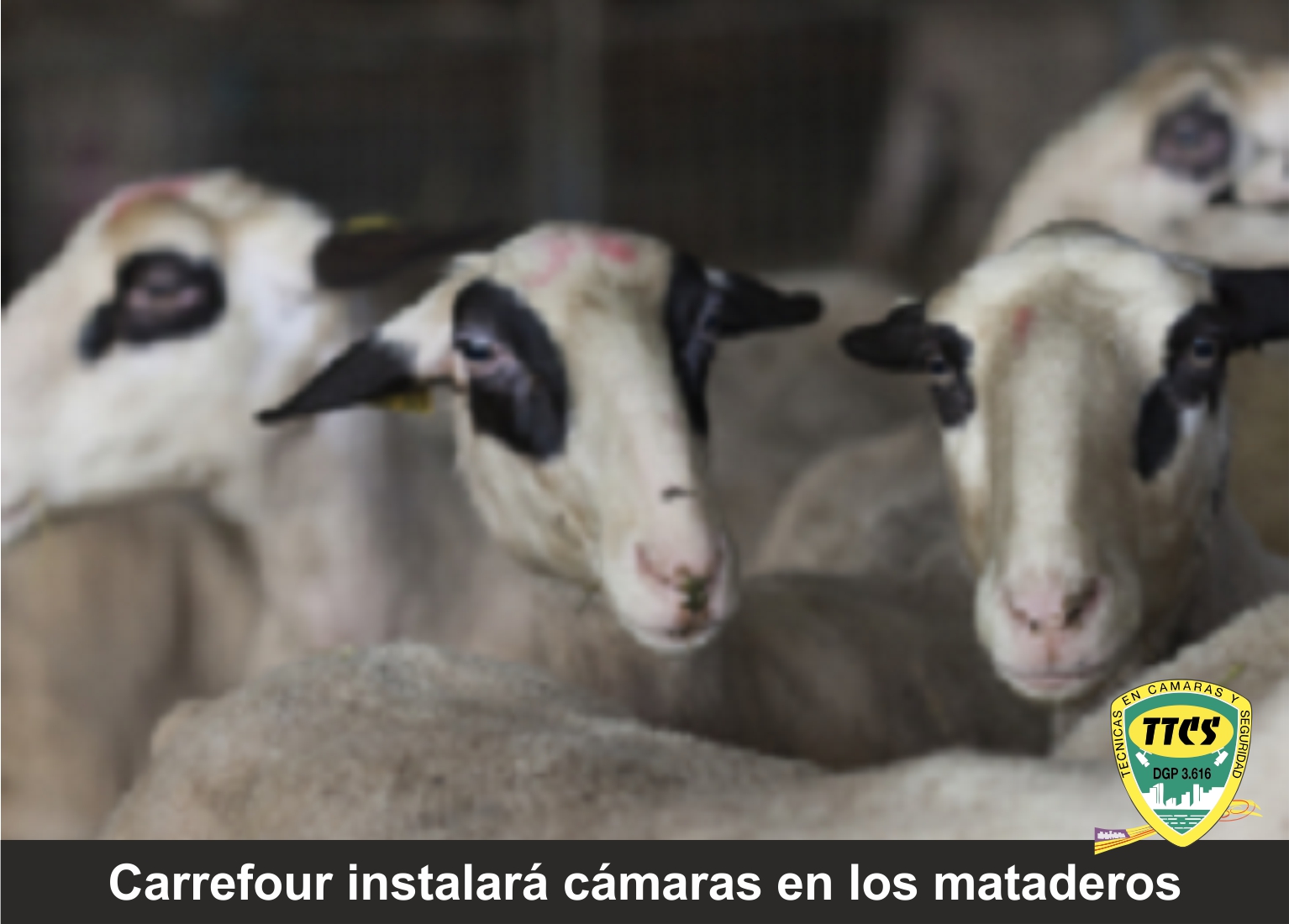 TTCS - Carrefour instalará cámaras en los mataderos